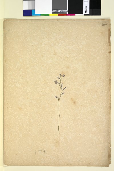 Strana 250. Neidentifikovaný závod, c.1803-06 (wc, pero, inkoust a tužka) od John William Lewin