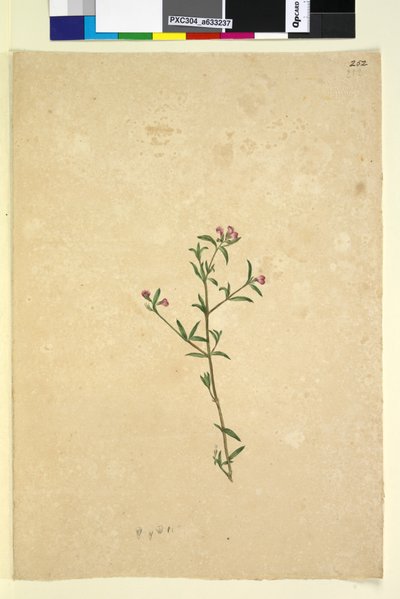 Strana 252. Neidentifikovaný závod, c.1803-06 (wc, pero, inkoust a tužka) od John William Lewin