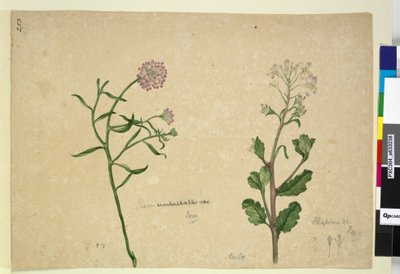Strana 253. Iberis umbellata; Hesperis sp., c.1803-06 (wc, pero, inkoust a tužka) od John William Lewin