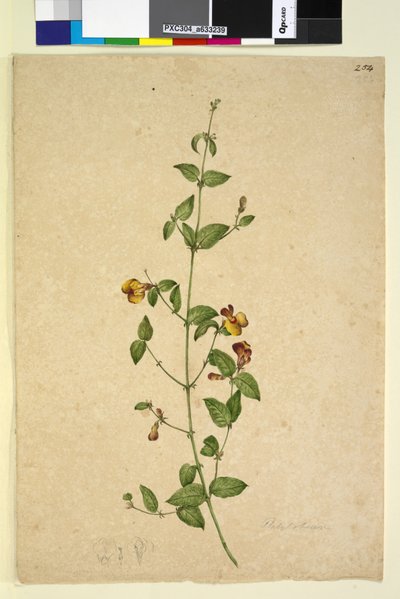 Strana 254. Platylobium, c.1803-06 (wc, pero, inkoust a tužka) od John William Lewin