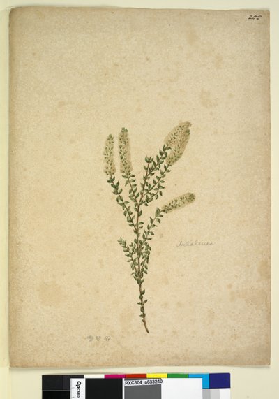 Strana 255. Melaleuca, c.1803-06 (wc, pero, inkoust a tužka) od John William Lewin