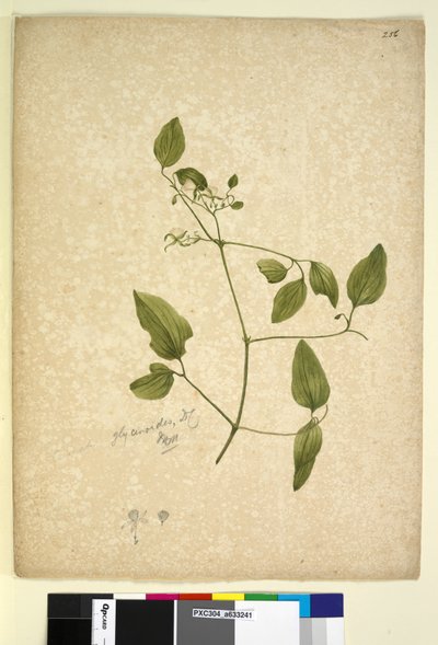 Strana 256. Clematis glycinoides, c.1803-06 (wc, pero, inkoust a tužka) od John William Lewin