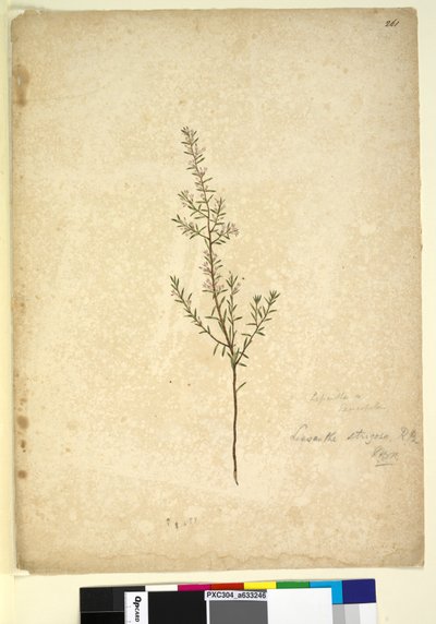 Strana 261. Lissanthe strigosa, c.1803-06 (wc, pero, inkoust a tužka) od John William Lewin