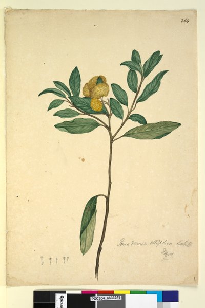 Strana 264. Pomaderris elliptica, c.1803-06 (wc, pero, inkoust a tužka) od John William Lewin