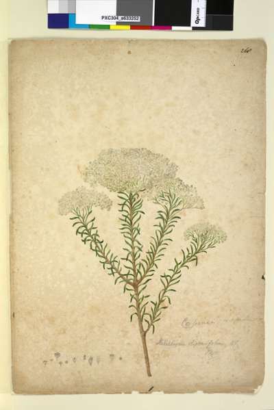 Strana 268. Helichrysum diosmifolium Ozothamnus diosmifolius, c.1803-06 (wc, pero, inkoust a tužka) od John William Lewin