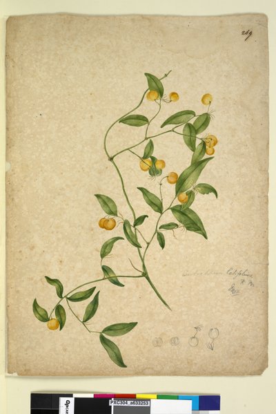 Strana 269. Eustrephus latifolius, c.1803-06 (wc, pero, inkoust a tužka) od John William Lewin