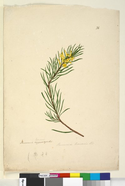 Strana 26. Persoonia linearis, c.1803-06 (wc, pero, inkoust a tužka) od John William Lewin
