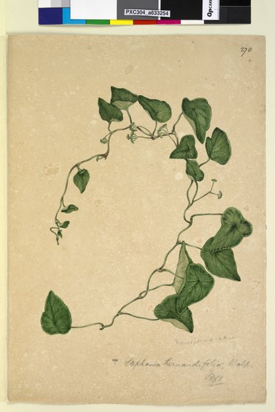 Strana 270. Stephania hernandiaefolia, c.1803-06 (wc, pero, inkoust a tužka) od John William Lewin