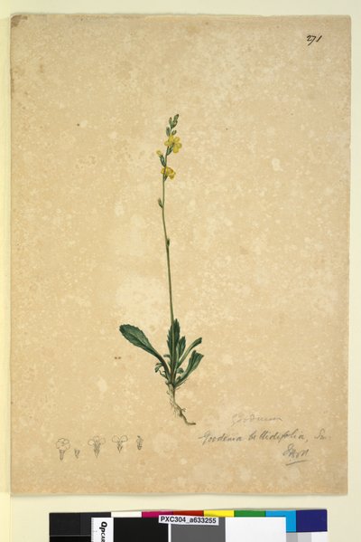 Strana 271. Goodenia bellidifolia, c.1803-06 (wc, pero, inkoust a tužka) od John William Lewin