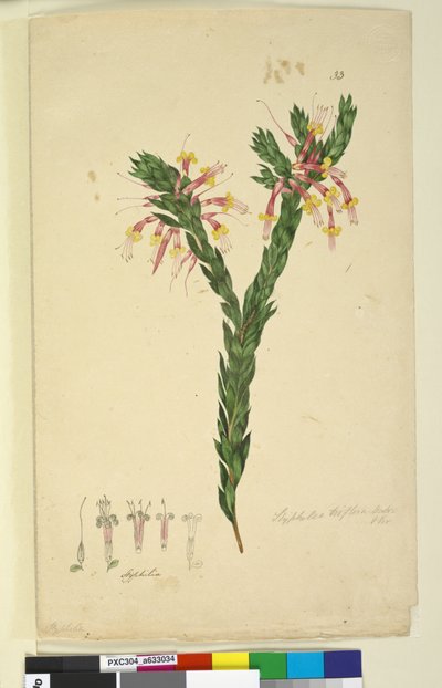 Strana 33. Styphelia triflora, c.1803-06 (wc, pero, inkoust a tužka) od John William Lewin