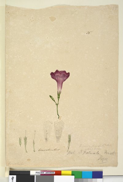 Strana 35. Ipomoea palmata, c.1803-06 (wc, pero, inkoust a tužka) od John William Lewin