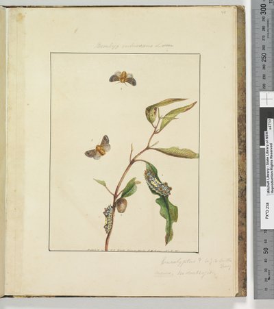 Strana 35. Talíř 9 Bombyx Vulnerans Lewin, 1803-04 (ručně kolorované lepty) od John William Lewin