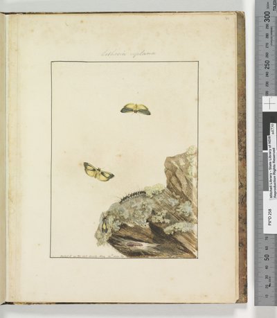 Strana 39. Talíř 10 Lithosa Replana, 1803-04 (ručně kolorované lepty) od John William Lewin
