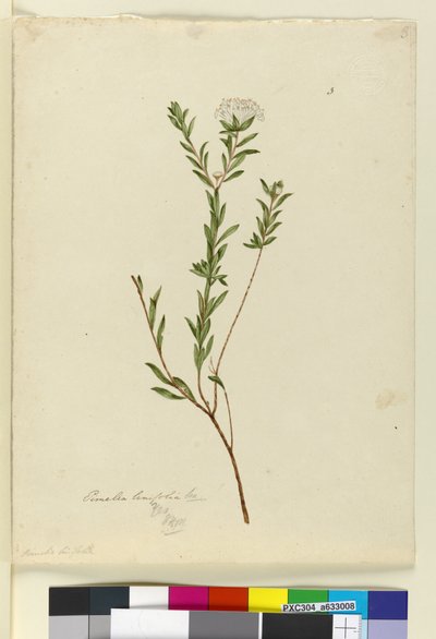 Strana 3. Pimelea linifolia, c.1803-06 (wc, pero, inkoust a tužka) od John William Lewin