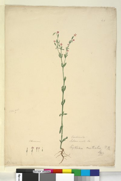 Strana 40. Erythraea australis, c.1803-06 (wc, pero, inkoust a tužka) od John William Lewin