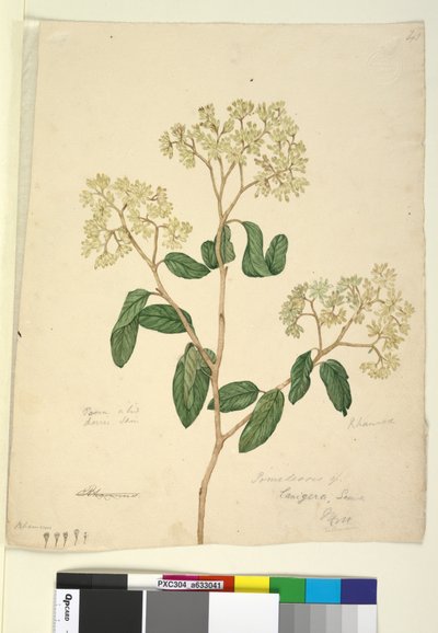 Strana 41. Pomaderris lanigera, c.1803-06 (wc, pero, inkoust a tužka) od John William Lewin