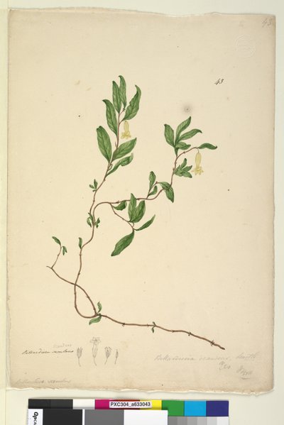 Strana 43. Billardiera scandens, c.1803-06 (wc, pero, inkoust a tužka) od John William Lewin