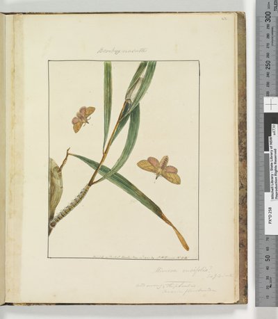 Strana 43. Talíř 11 Bombyx Nasuta, 1803-04 (ručně kolorované lepty) od John William Lewin