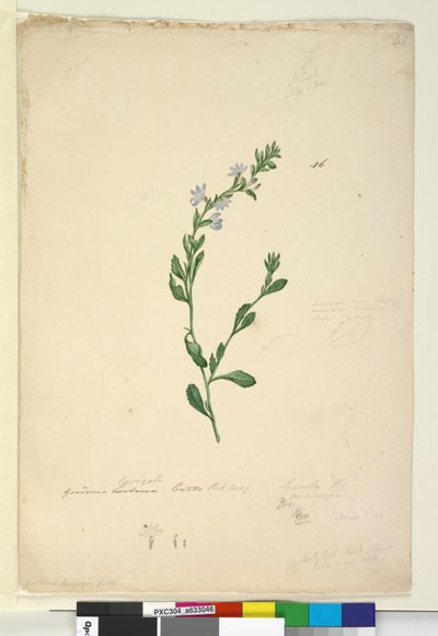Strana 46. Goodenia laevigata, c.1803-06 (wc, pero, inkoust a tužka) od John William Lewin