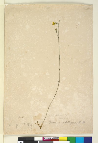 Strana 47. Goodenia stelligera, c.1803-06 (wc, pero, inkoust a tužka) od John William Lewin