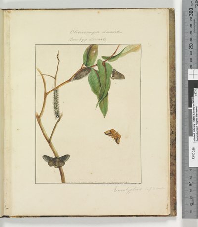 Strana 47. Talíř 12 Clisiocampa Lewinae Bombyx Lewinae, 1803-04 (ručně kolorované lepty) od John William Lewin