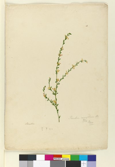 Strana 4. Pimelea curviflora, c.1803-06 (wc, pero, inkoust a tužka) od John William Lewin