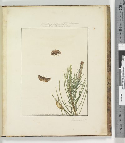 Strana 51. Deska 13 Bombyx Exposita Lewin spojena s..., 1803-04 (ručně kolorované leptané tisky) od John William Lewin