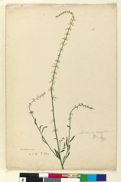 Strana 51. Stackhousia, c.1803-06 (wc, pero, inkoust a tužka) od John William Lewin