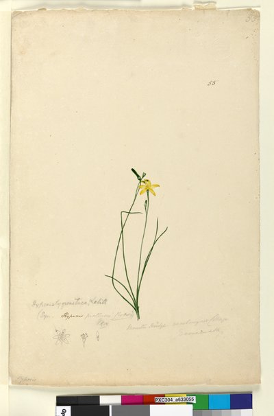 Strana 55. Hypoxis hygrometrica, asi 1803-06 (čb, pero, tuš a tužka) od John William Lewin