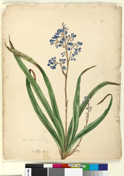 Strana 57. Dianella caerulea, c.1803-06 (wc, pero, inkoust a tužka) od John William Lewin