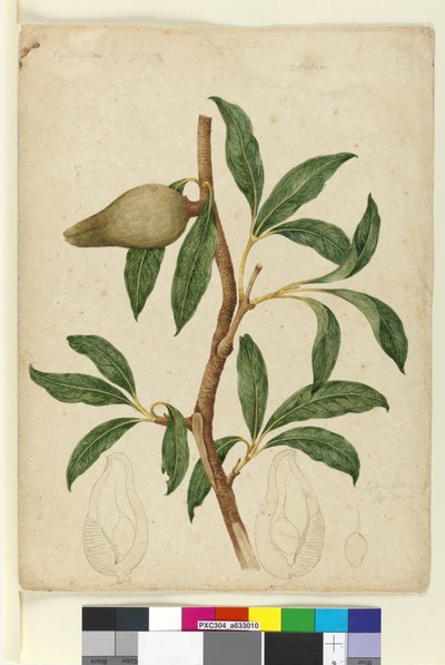 Strana 5. Xylomelum pyriforme, c.1803-06 (wc, pero, inkoust a tužka) od John William Lewin