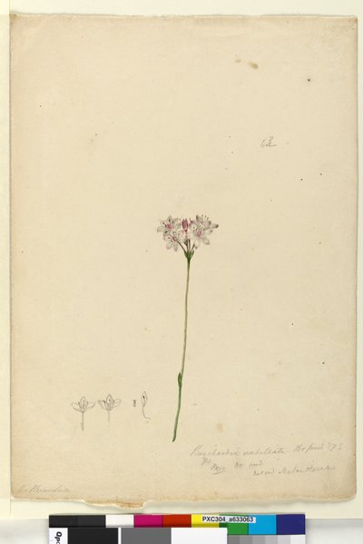 Strana 63. Burchardia umbellata, c.1803-06 (wc, pero, inkoust a tužka) od John William Lewin