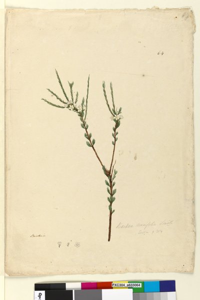 Strana 64. Baeckea densifolia, c.1803-06 (wc, pero, inkoust a tužka) od John William Lewin