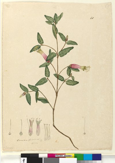 Strana 68. Correa speciosa, c.1803-06 (wc, pero, inkoust a tužka) od John William Lewin