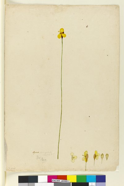 Strana 6. Xyris operculata, c.1803-06 (wc, pero, inkoust a tužka) od John William Lewin