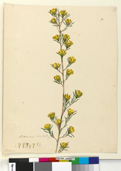 Strana 71. Pultenaea linophylla, c.1803-06 (wc, pero, inkoust a tužka) od John William Lewin