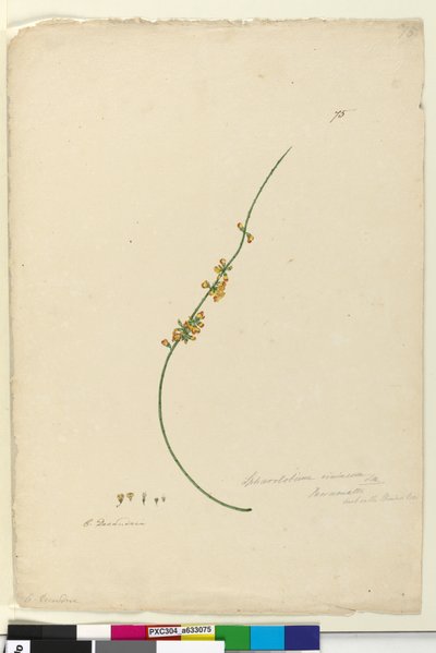 Strana 75. Sphaerolobium vimineum, c.1803-06 (wc, pero, inkoust a tužka) od John William Lewin
