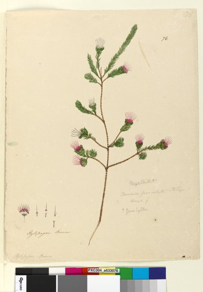 Strana 76. Darwinia fascicularis, c.1803-06 (wc, pero, inkoust a tužka) od John William Lewin