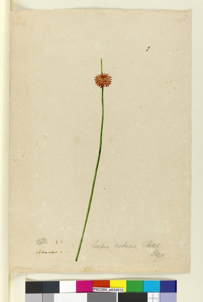 Strana 7. Scirpus nodosus, c.1803-06 (wc, pero, inkoust a tužka) od John William Lewin