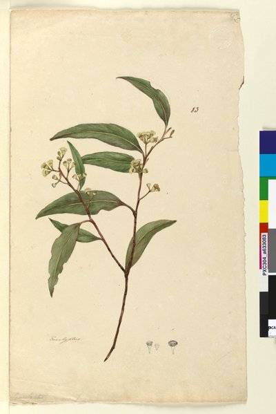 Strana 83. Eucalyptus, c.1803-06 (wc, pero, inkoust a tužka) od John William Lewin