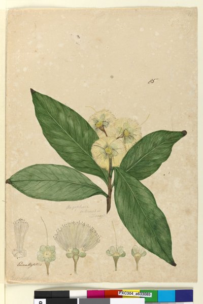 Strana 85. Angophora intermedia, c.1803-06 (wc, pero, inkoust a tužka) od John William Lewin