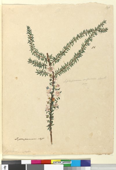 Strana 86. Leptospermum scoparium, c.1803-06 (wc, pero, inkoust a tužka) od John William Lewin