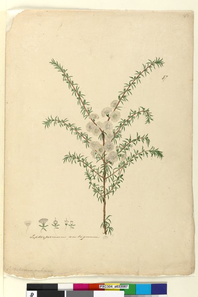 Strana 87. Leptospermum ambiguum, c.1803-06 (wc, pero, inkoust a tužka) od John William Lewin