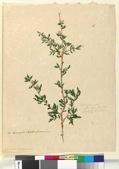 Strana 88. Leptospermum flavescens, c.1803-06 (wc, pero, inkoust a tužka) od John William Lewin