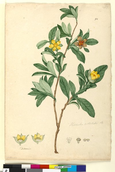 Strana 94. Hibbertia volubilis syn. Hibbertia scandens, c.1803-06 (wc, pero, inkoust a tužka) od John William Lewin