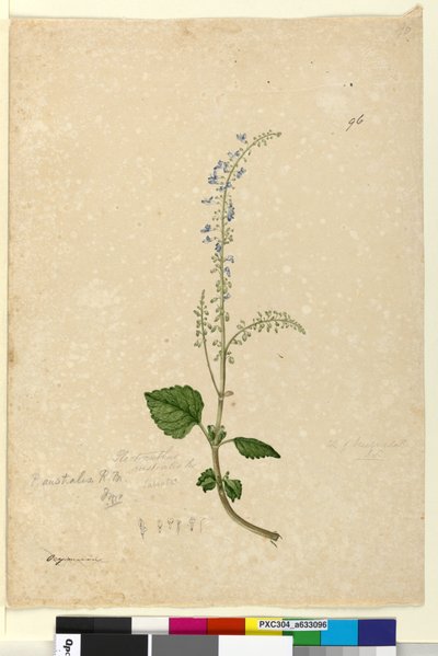 Strana 96. Plectranthus australis, c.1803-06 (wc, pero, inkoust a tužka) od John William Lewin