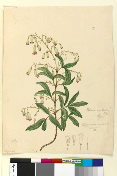 Strana 99. Bignonia australisPandorea pandorana, c.1803-06 (wc, pero, inkoust a tužka) od John William Lewin