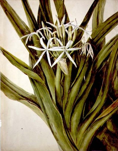 Murray Lily, crinum pedunculatum od John William Lewin