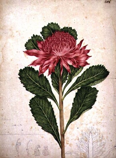Waratah, telopea speciosissima od John William Lewin