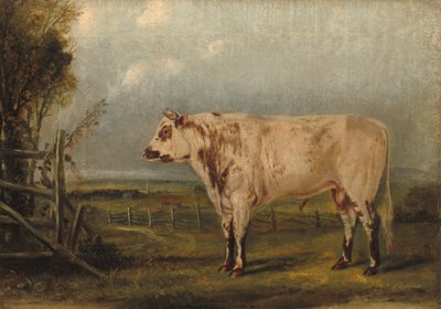 Mladý býk, c. 1849. od John Woodhouse Audubon